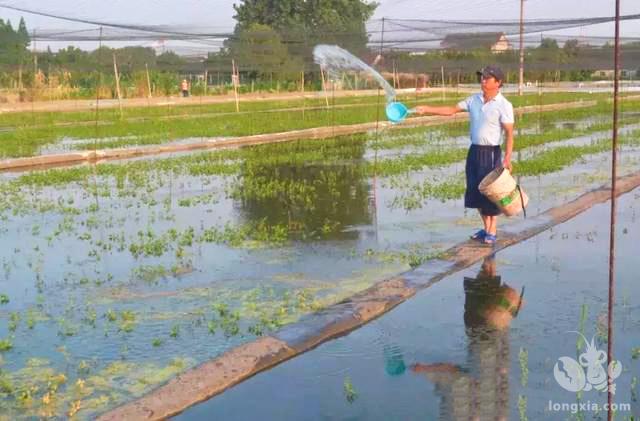 “稻虾共养”助力农民增收