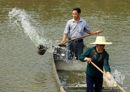 信阳小龙虾科学养殖小龙虾形成规模化龙虾产业链