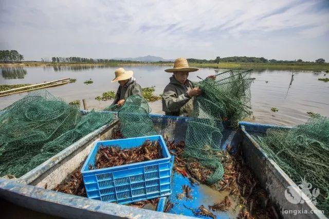 小龙虾批发价“跳水” 目前正是小龙虾肉质最好的时节