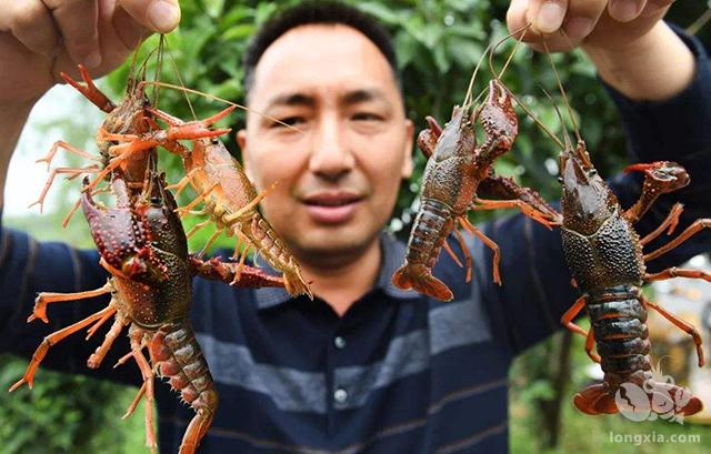 河南信阳桐柏“虾王”王森脱贫记—带领村民养殖龙虾增收致富