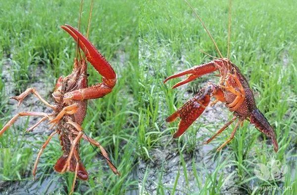 首届皖西美食(泉水龙虾)文化逍夏季活动拉开帷幕