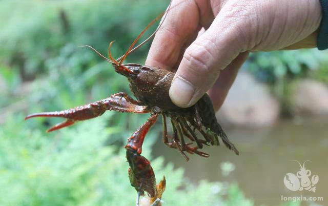 大投料投蟹料 精养虾池养大规格龙虾