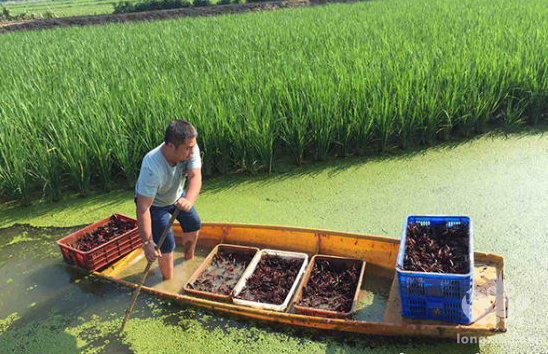 小龙虾拖起湖南大通湖区民众“致富车”