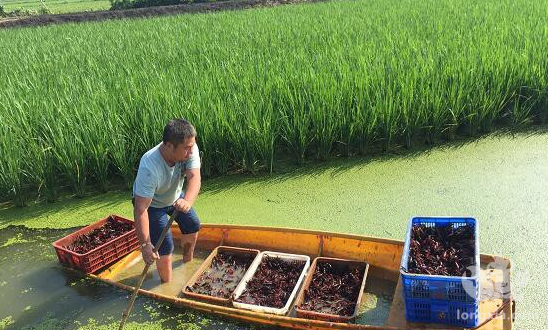 大通湖区：小龙虾拖起“致富车”