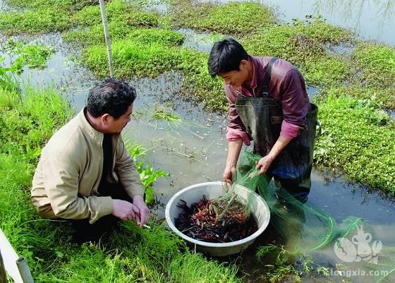 安徽六安：小龙虾带动大经济