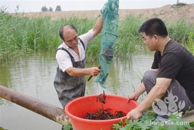 小龙虾养殖几家欢喜几家愁，有人每亩亏本一两千，有人净赚三四千！