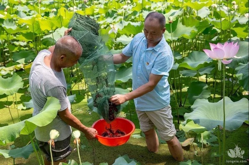 贵州余庆：小龙虾里的“扶贫经”