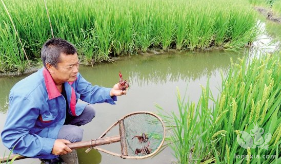 稻虾共作模式：小龙虾+水稻=绿色大餐