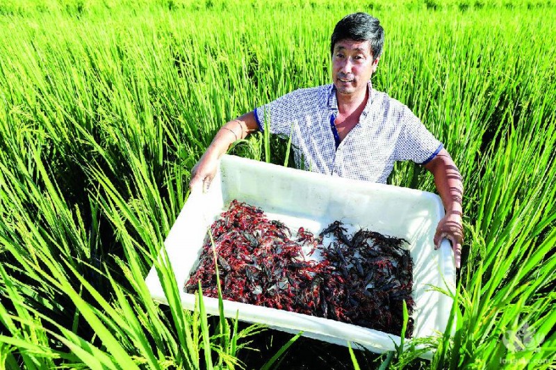 “稻虾共作”托起脱贫致富梦 ——安徽城市管理职业学院产业扶贫纪实