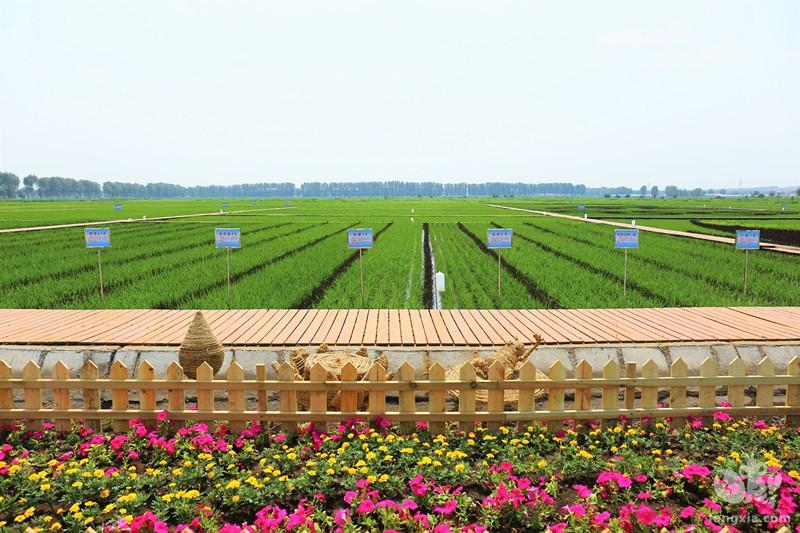 小龙虾在兴安盟乌兰浩特市有机稻田“安家落户”