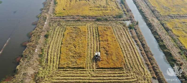 湖北襄阳枣阳市：虾稻共作铺就致富路