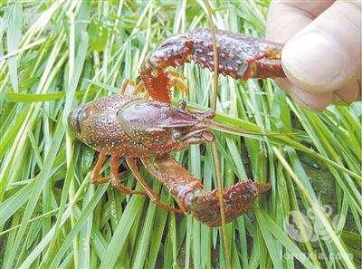 实行“稻虾共作” 四川内江90后大学生一年收入上百万