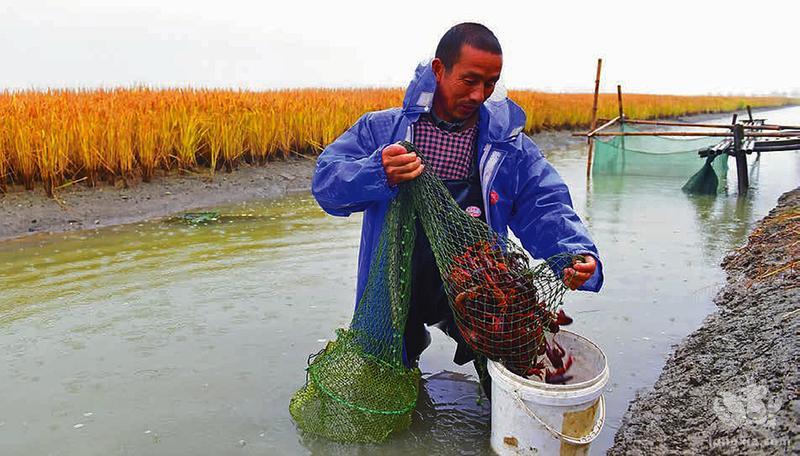 虾城问“道” ——看湖北潜江小龙虾如何畅行天下