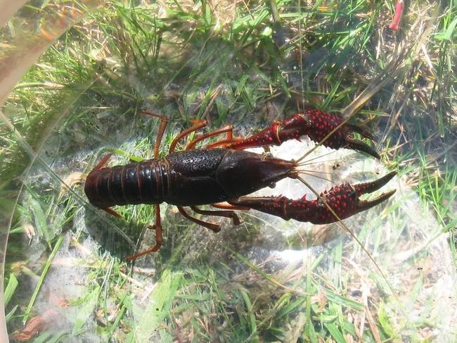 漳州首次空运出口鲜活小龙虾