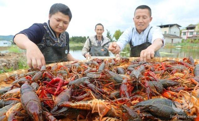 小龙虾大闸蟹滞销，原因在此