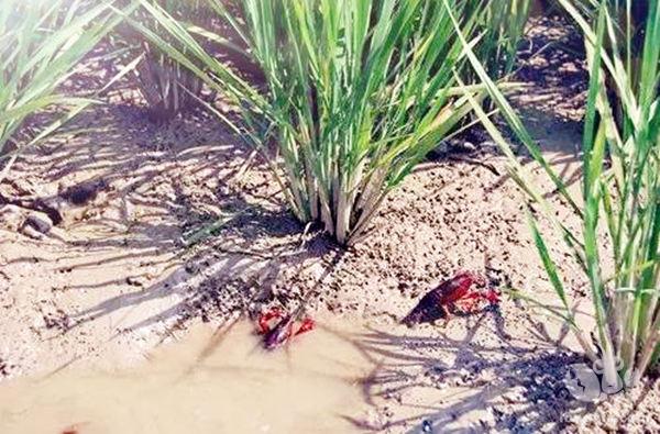 四川省资阳市雁江区丹山镇稻虾综合种养： 装满农民“钱袋子”丰富城市“菜篮子”