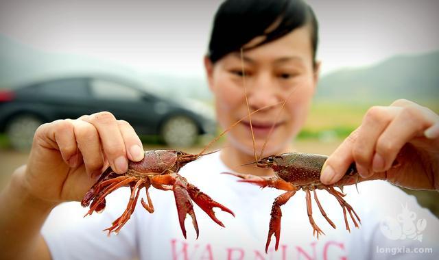 江西省南昌市安义县鼎湖镇：湖溪村村稻虾蟹综合养殖激活集体经济“一池春水”