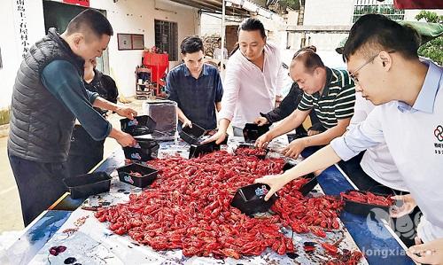 虾稻飘香庆丰收 那大镇石屋村委会富豪村举行小龙虾节 500斤小龙虾上演味觉盛宴