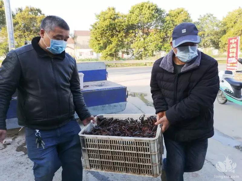 湖北省荆州市监利县柘木乡：全力保障 助力小龙虾销售