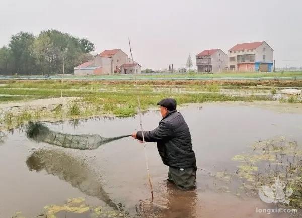 湖北省荆州市监利县柘木乡：每天20多吨小龙虾“游”进市民餐桌