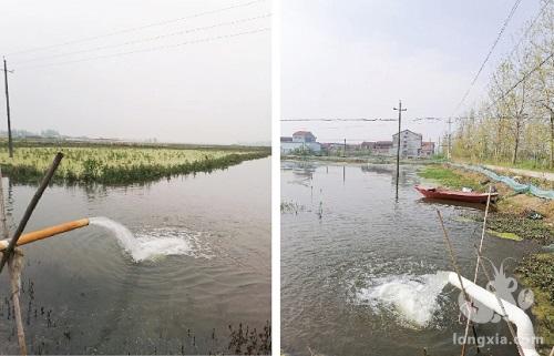 生物净化水质，小龙虾养殖效益更高