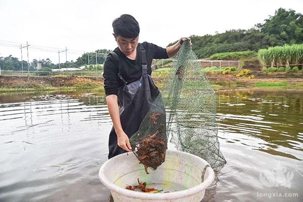 自贡沿滩：致富不忘“反哺” 小龙虾做成“大文章”