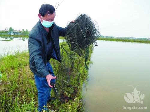 湖北大冶市：艾草飘香助脱贫 稻虾养殖促发展 金牛镇西畈村打造脱贫新格局