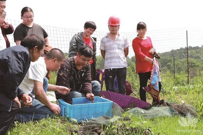 湖南省长沙市长沙县:“小龙虾”激起产业扶贫一池活水