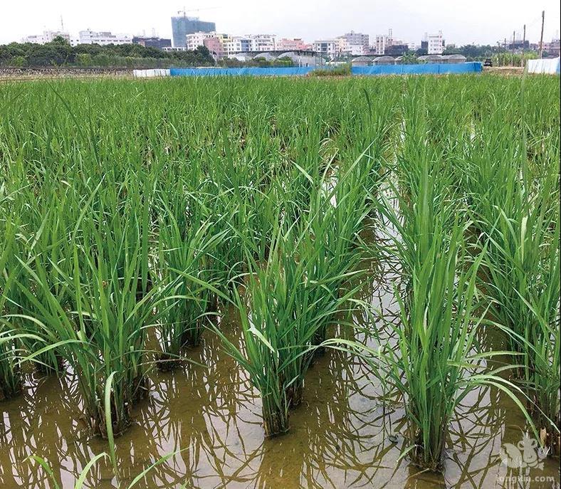 给力！浙江省嘉兴市秀洲区王江泾镇推广稻渔种养走出百姓增收新路子