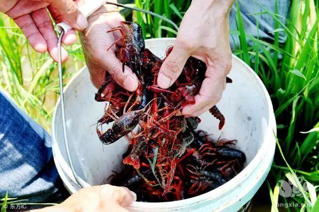 顶呱呱！江西省九江市都昌县小龙虾产量全省第一