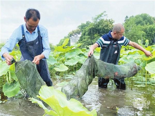 安徽省黄山市屯溪区：藕虾混养 共生互利