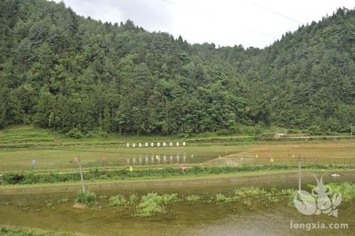 贵州省遵义市务川自治县黄都镇：合作社养殖龙虾 助农增收致富