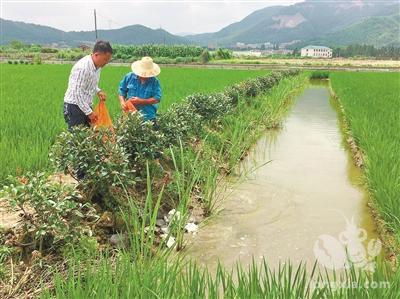 浙江省杭州市萧山：稻田里养小龙虾