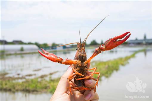 广东省清远市阳山县：小龙虾为脱贫致富开新路