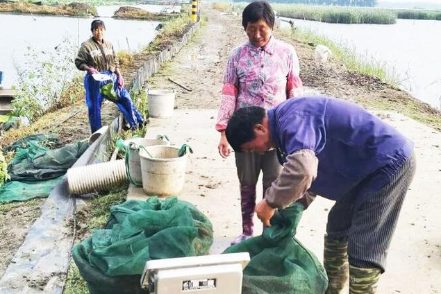 宝应“平江小龙虾” 让村民腰包鼓起来