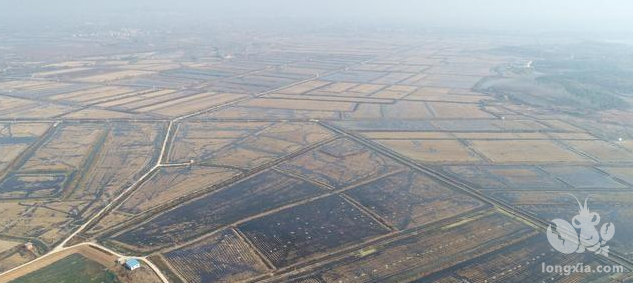 小龙虾这里是标准育种，在鄂州泽林湖建成2000亩原始良种基地