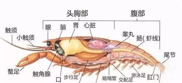 小龙虾虾头里黄黄的东西到底是啥？你绝对想不到！