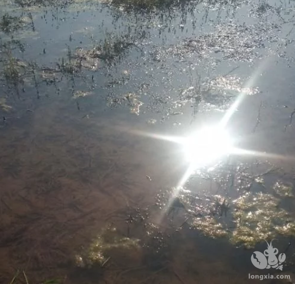 小龙虾养殖调节水质的方法