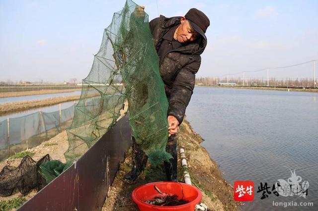 南京高淳：农民合作社开捕牛年早春第一网小龙虾