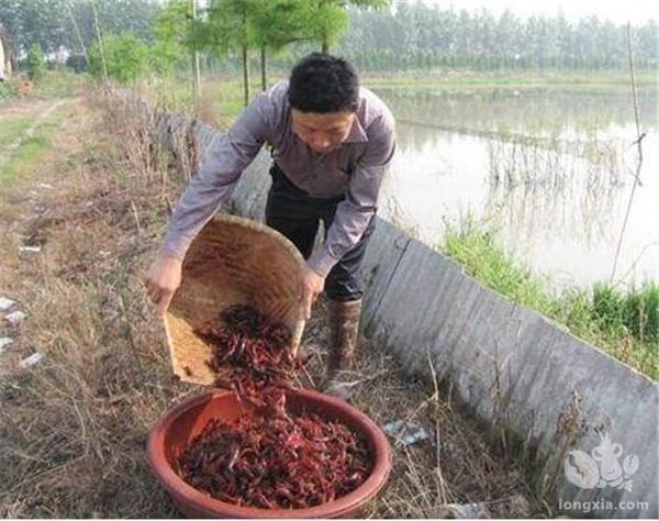 节后上市迎热销，苗价跟着涨，养殖户却不看好：去年亏大了