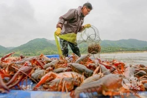 小龙虾泛滥为何让人怕，野生的小龙虾能吃吗？小龙虾有多厉害？