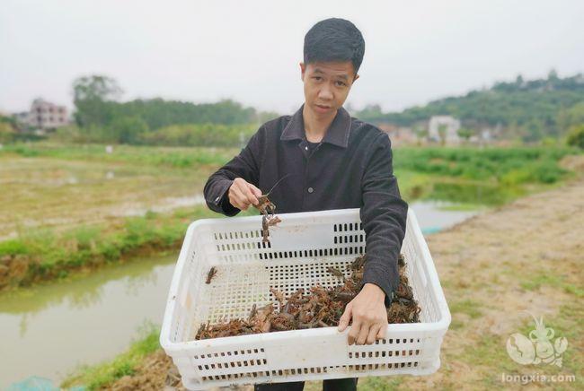 开春复耕忙：高州南塘村头坡投放5000斤小龙虾苗