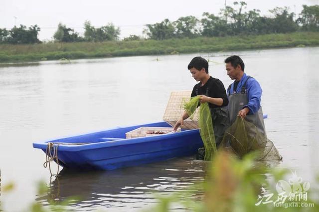 余干：小龙虾丰收