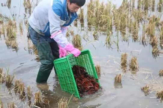 曝光！湖北石首养殖小龙虾居然这么赚钱！