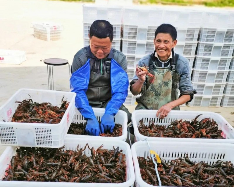 广西南宁市上林县：龙虾早上市 乐了脱贫户