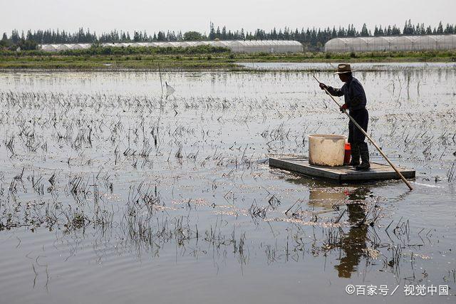 小龙虾养殖技术关键节点