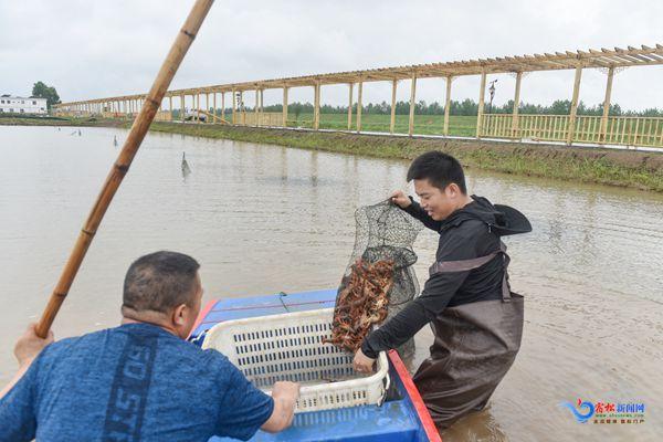 洲头：深水龙虾养殖托起村民致富梦