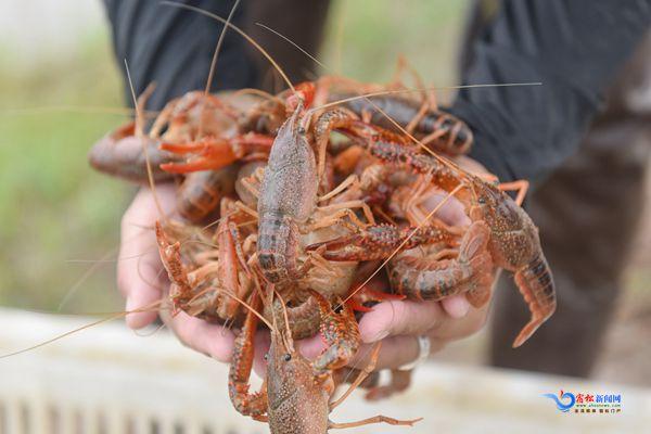 洲头：深水龙虾养殖托起村民致富梦