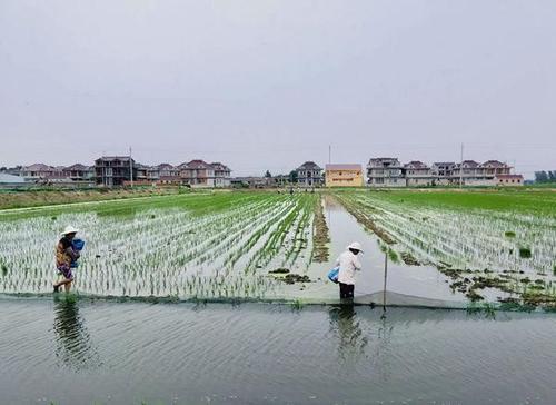 养殖小龙虾赚钱吗，亩收入多少钱？这里有最全最真实的介绍