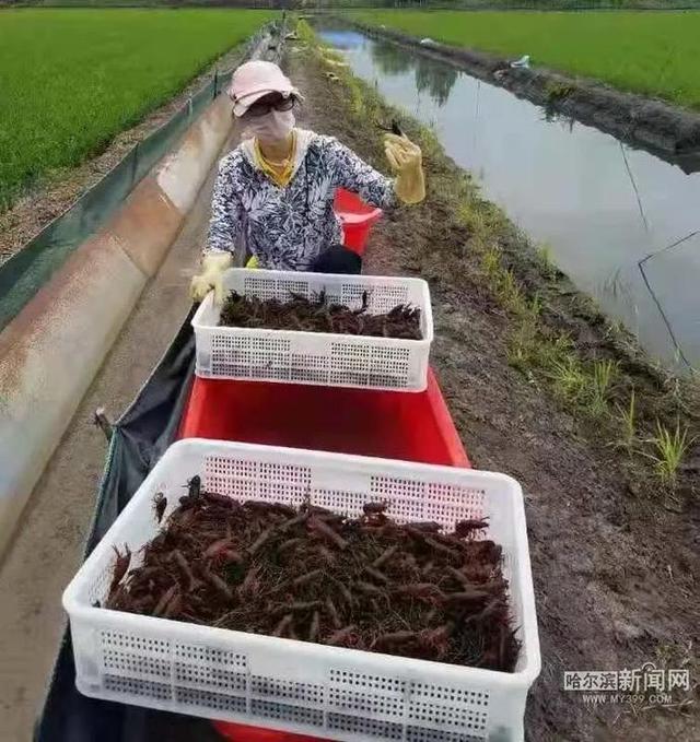 日消费10吨小龙虾！｜哈市农科院培育寒地品种填补空白